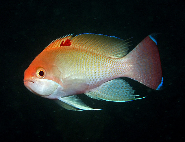 Pseudanthias hypselosoma (Castagnola tozza)